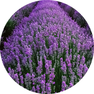 section-images-lavender